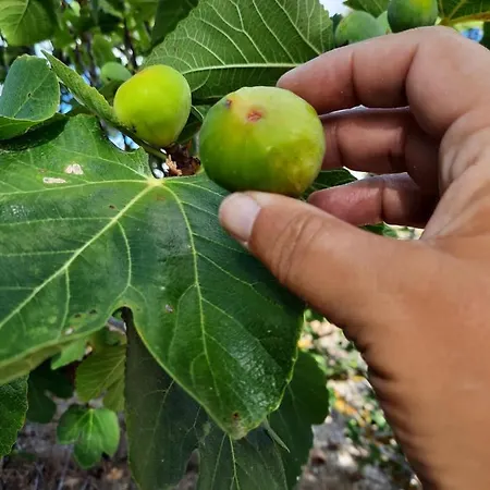 Quintinha Lombas Vakantiehuis