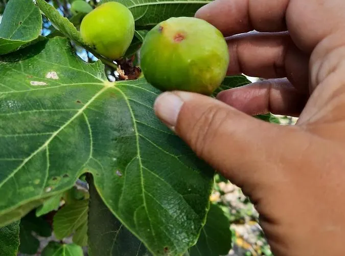 Quintinha Lombas Ferienhaus