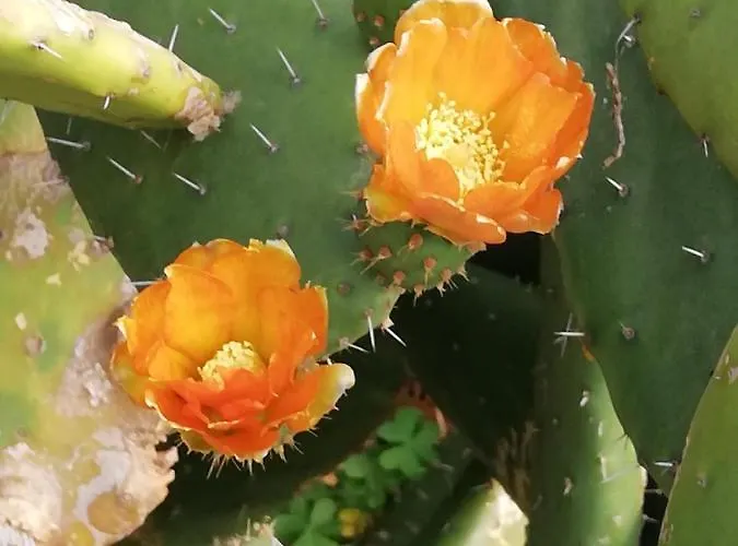 Quintinha Lombas Ferienhaus *