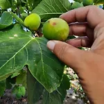 Quintinha Lombas 度假居