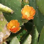 Quintinha Lombas 度假居 *