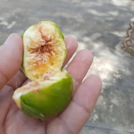 Дом отдыха Quintinha Lombas