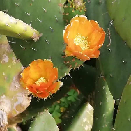 Quintinha Lombas Casa vacanze *